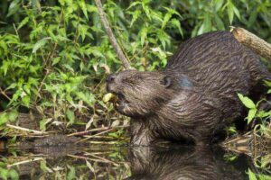 Platypus Vs. Beaver: The 7 Main Differences Explained