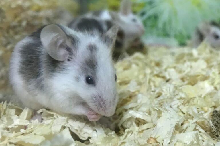 Gerbil Vs. Mouse Which Is The Better Pet? (Key Differences)