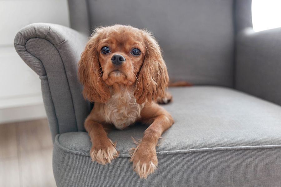 Cavalier King Charles Spaniel Colors: The Four Main Colors Explained Ruby Cavalier King Charles Spaniel