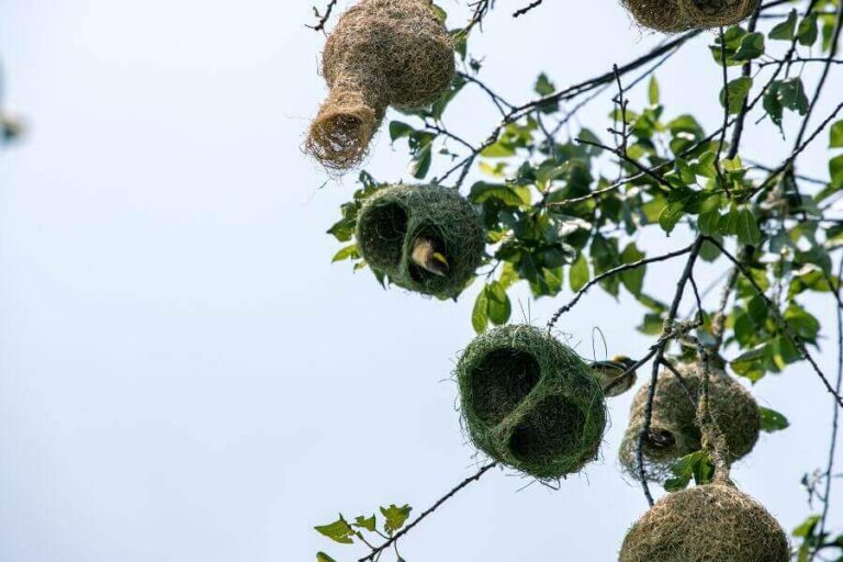 Squirrel Nest Vs. Bird Nest 3 Ways To Tell The Difference