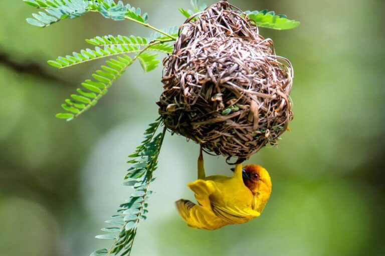 Squirrel Nest Vs. Bird Nest 3 Ways To Tell The Difference