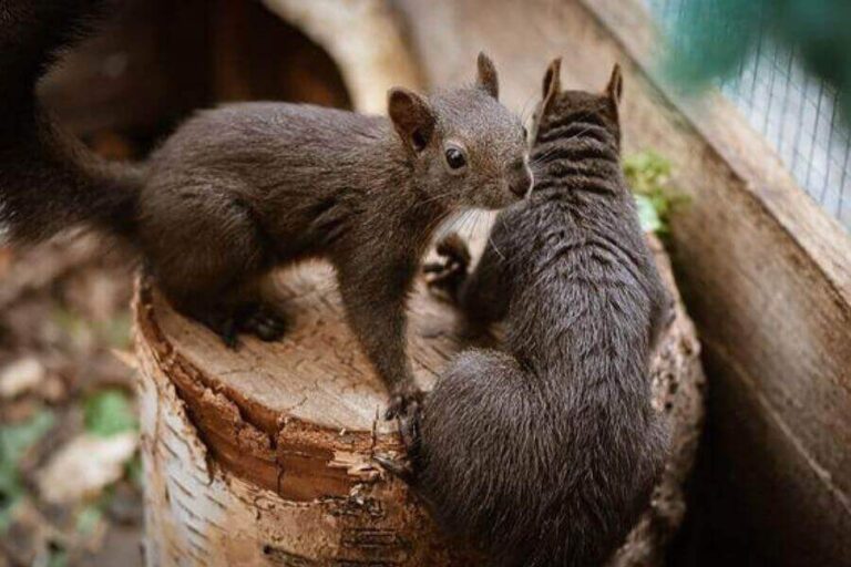 How Do Squirrels Mate? Squirrel Mating Season Explained