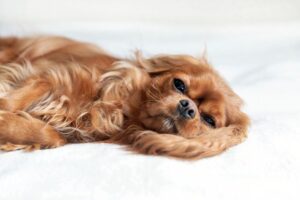 Cavalier King Charles Spaniel Signs Of Dying: Learn To Recognize The