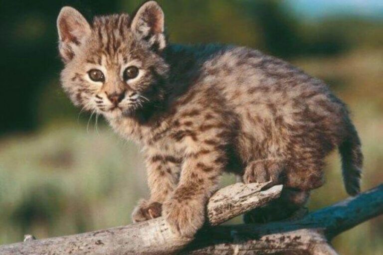 Baby Bobcat Facts, What They’re Called, & Pictures