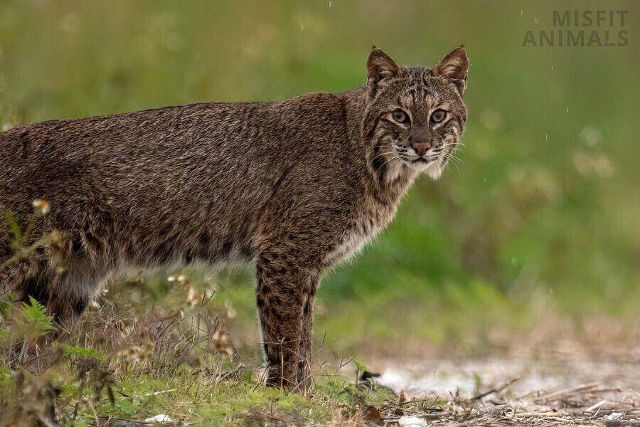 Bobcat Diet What Do Bobcats Eat Common Prey Animals 