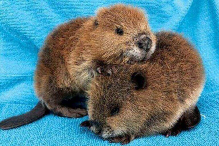 Pet Beaver Can You Keep Beavers As Pets & How?