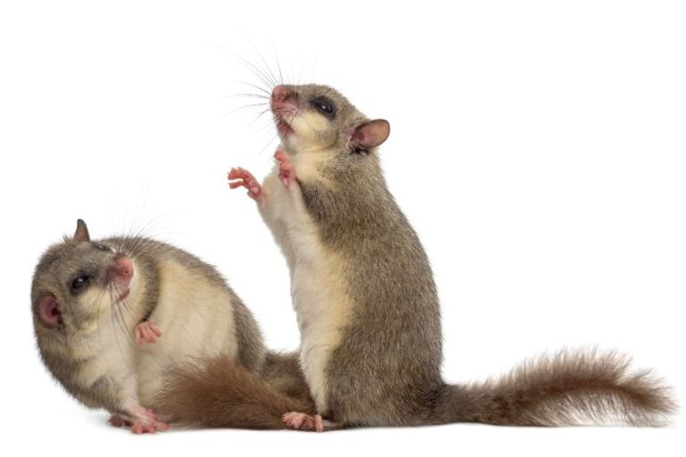 Best Pet Rodents 8 Types Of Rodents To Keep As Pets