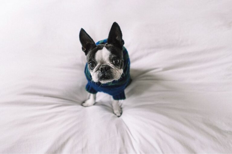 Boston Terrier Size Height, Weight, & Growth Chart