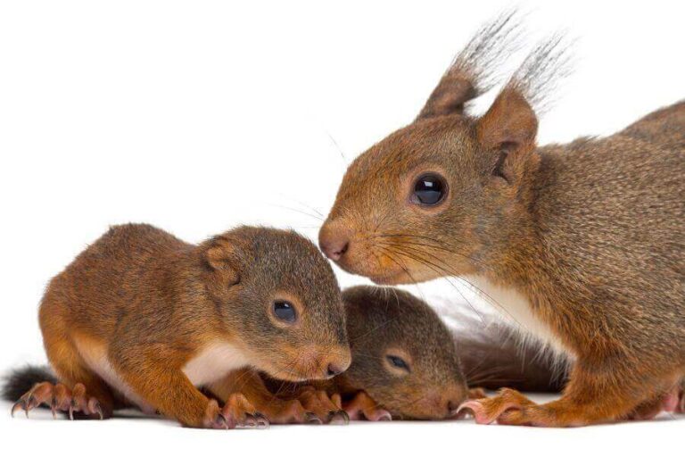 Baby Squirrels Facts, Pictures & How To Help Them