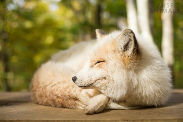 How & Where Do Foxes Sleep? All About Fox Sleeping Behavior
