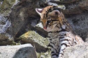 Ocelot Habitat: Where Do Ocelots Live? (Their Natural Range)