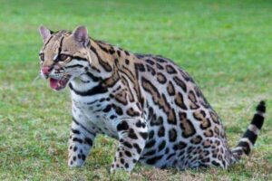 Ocelot Habitat: Where Do Ocelots Live? (Their Natural Range)