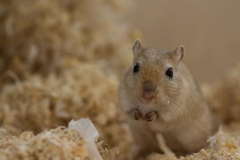 Bedding For Gerbils The Best & Worst Options