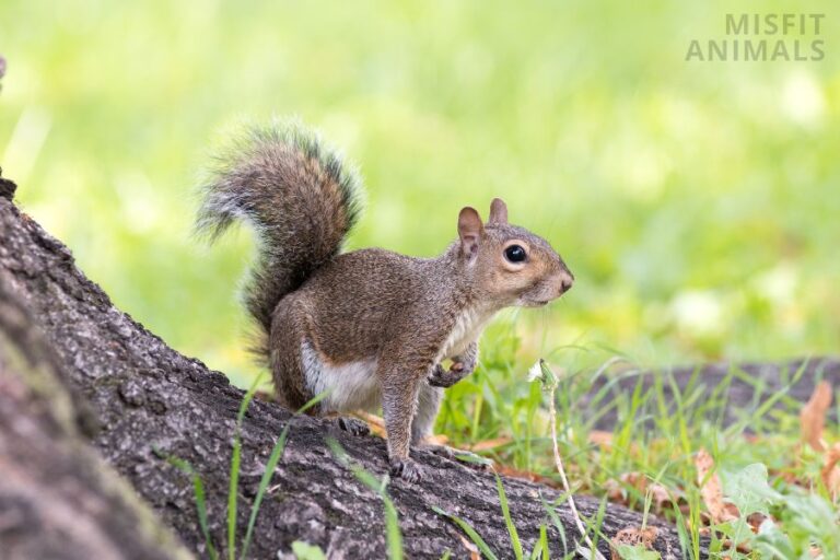 Why Do Squirrels Flick Their Tails? 5 Tail Twitching Reasons