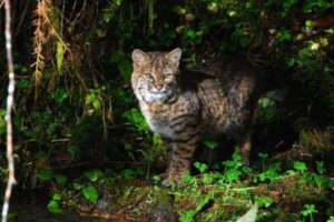 Fox Predators: What Eats Foxes? (15 Natural Enemies)