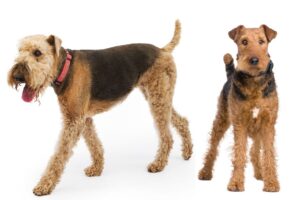 Airedale Terrier Adesivo per auto Adesivo per animali