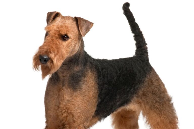 Welsh Terrier Vs. Airedale Terrier 5 Differences & Similarities
