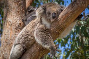 Animals That Sleep a Lot