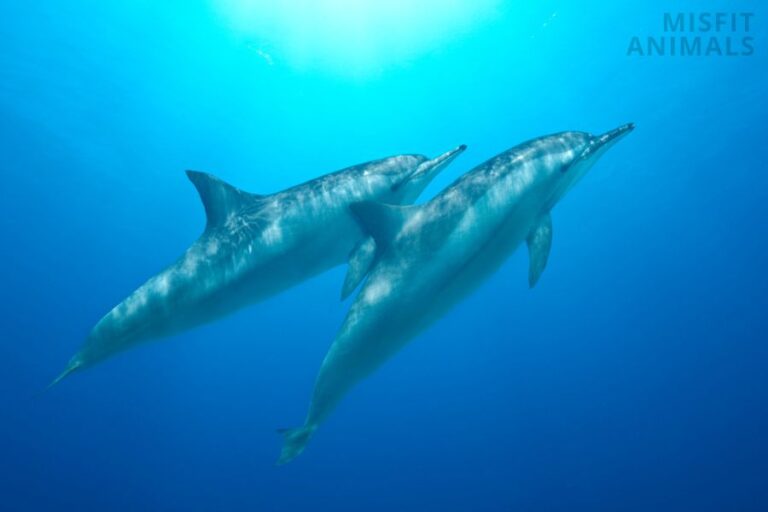 Hawaiian Animals 23 Most Common Animals In Hawaii