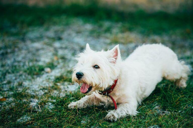 13 Westie Personality Traits Why Are They So Popular?