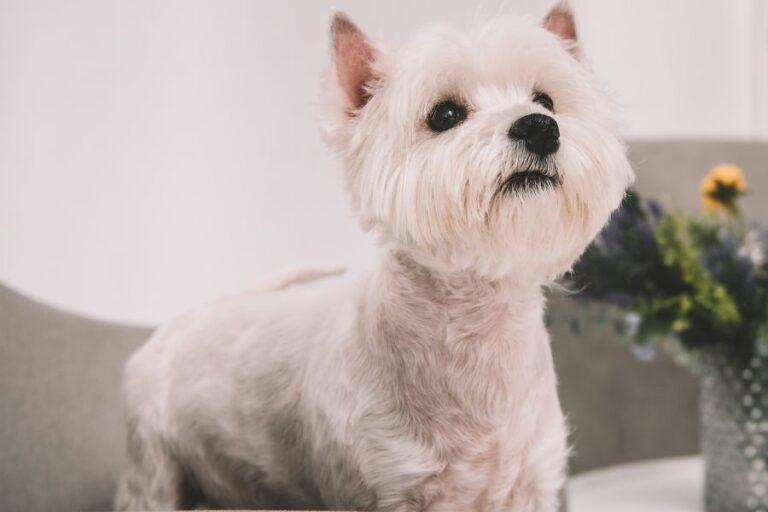 13 Westie Personality Traits Why Are They So Popular?