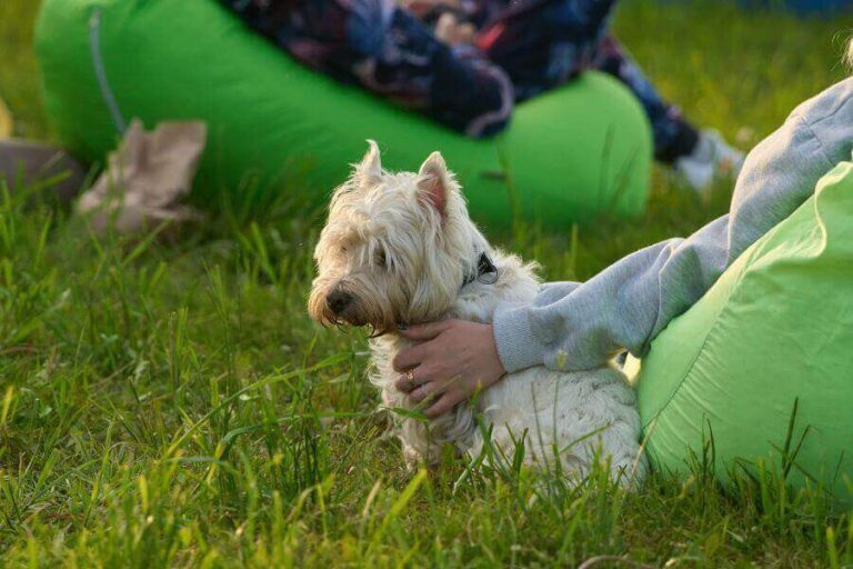 13 Westie Personality Traits Why Are They So Popular?