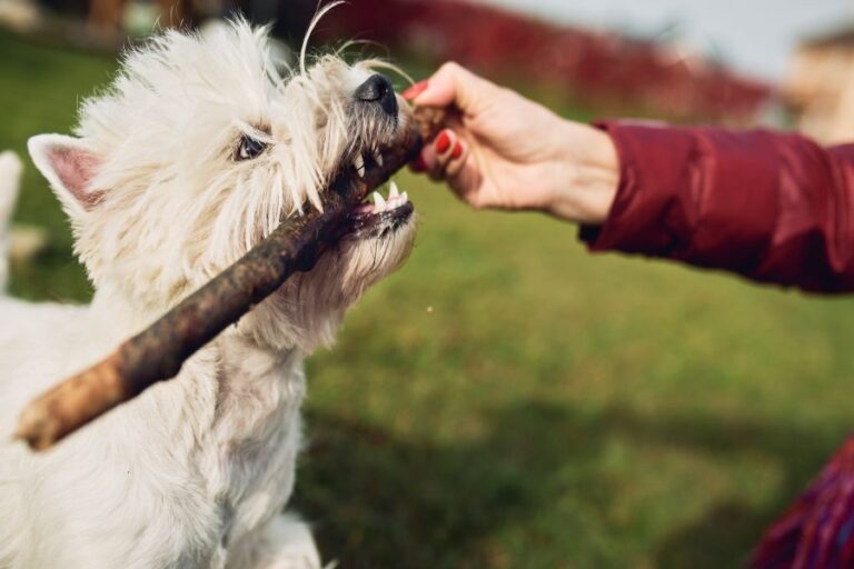 13 Westie Personality Traits Why Are They So Popular?
