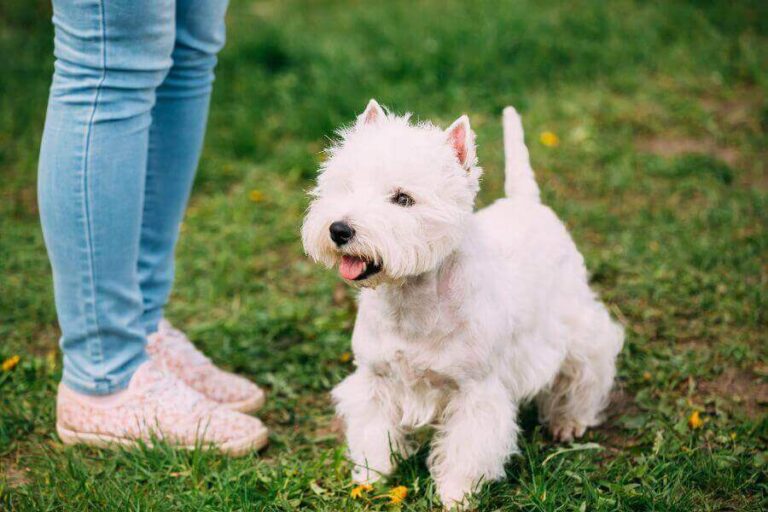 13 Westie Personality Traits Why Are They So Popular?