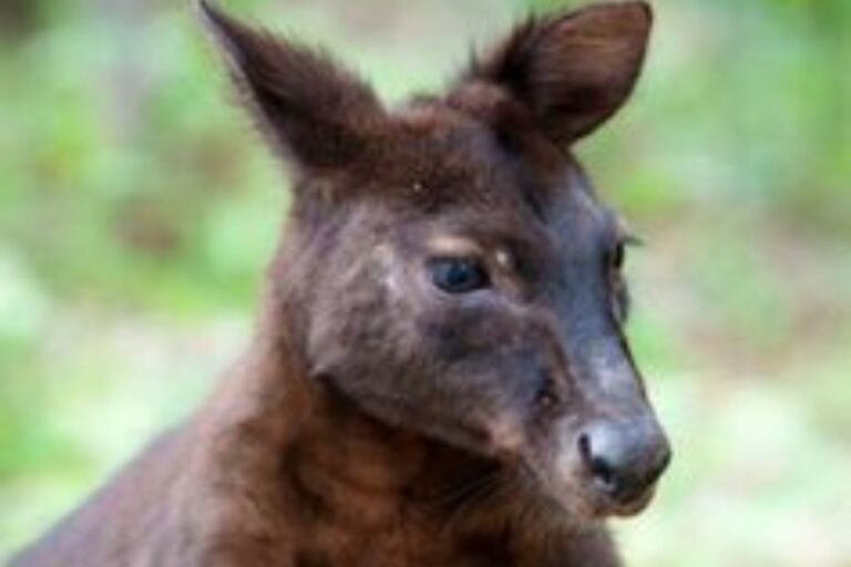 Kangaroo Weight How Much Do Different Kangaroos Weigh?