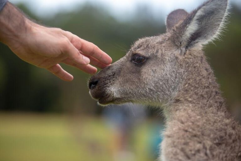 Are Kangaroos Dangerous? How They Attack People & Pets
