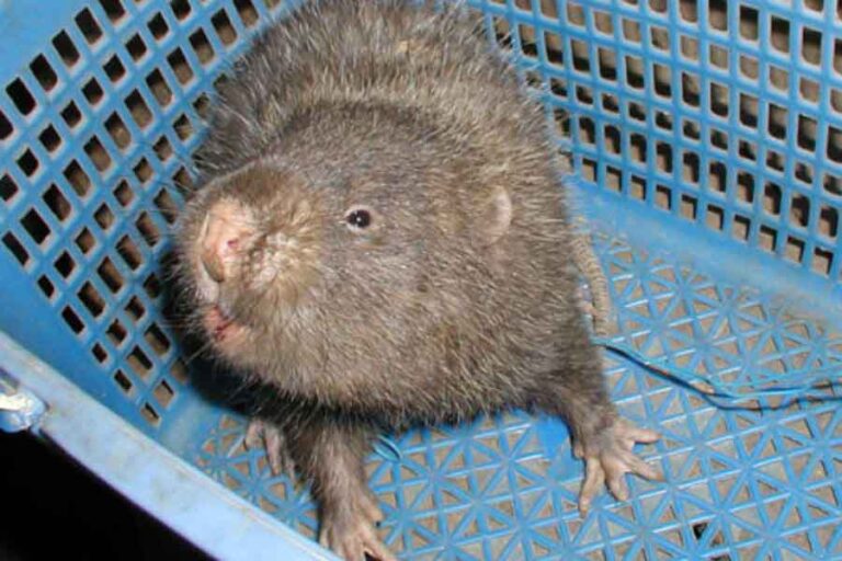 8 Animals That Eat Bamboo & Why They Do It Misfit Animals