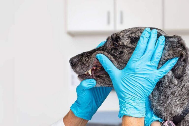 Black Spots On Dog's Teeth Is It Normal Or Dangerous?