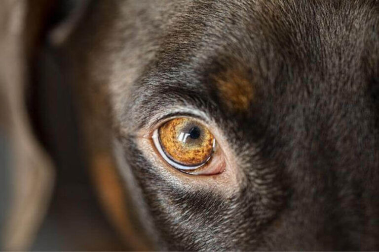 Types Of Lumps And Bumps On Dogs’ Eyelids The Safe & Harmful Misfit
