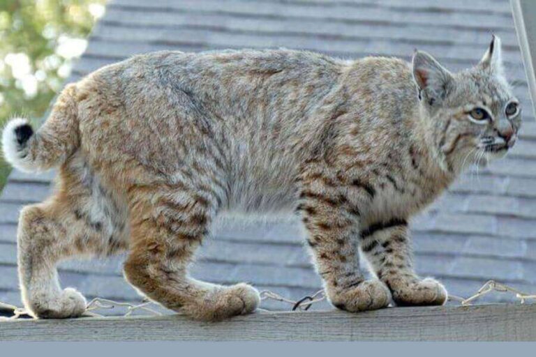 Bobcat (Lynx Rufus) Animal Facts, Pictures, & More