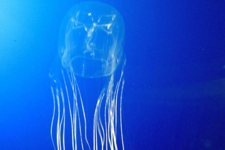 Hawaiian Animals 23 Most Common Animals In Hawaii