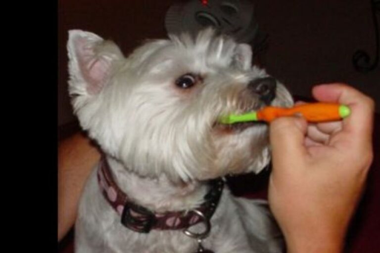 Westie Grooming 101 Brushing, Bathing, Hair Cuts & More