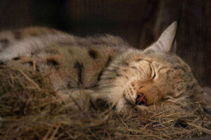 Can You Keep Pet Bobcats? (Why It’s A Bad Idea)