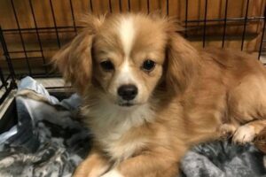 Teacup King Charles Cavalier Spaniel: Do They Exist?