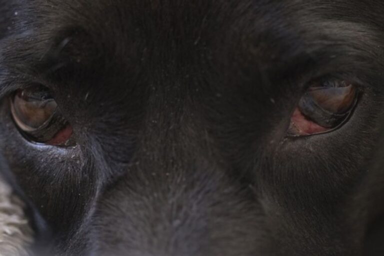 Types Of Lumps And Bumps On Dogs’ Eyelids The Safe & Harmful Misfit