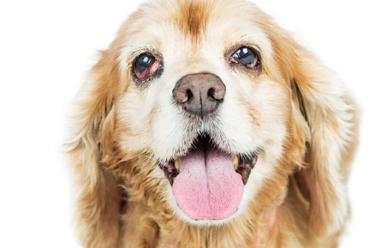 Types Of Lumps And Bumps On Dogs’ Eyelids The Safe & Harmful Misfit