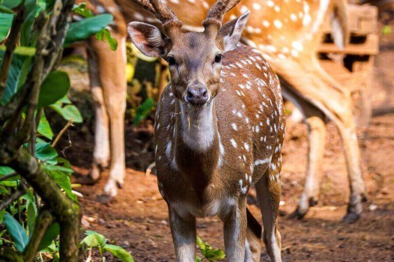 Hawaiian Animals 23 Most Common Animals In Hawaii