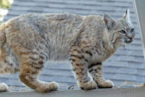 Cat Vs. Bobcat: Key Differences And Similarities Explained