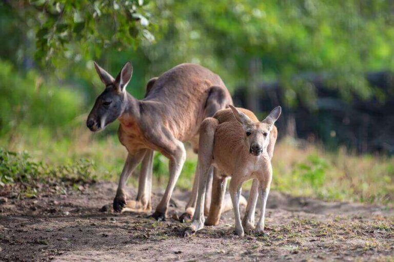 Types Of Kangaroos The Six Kangaroo Species Of Australia