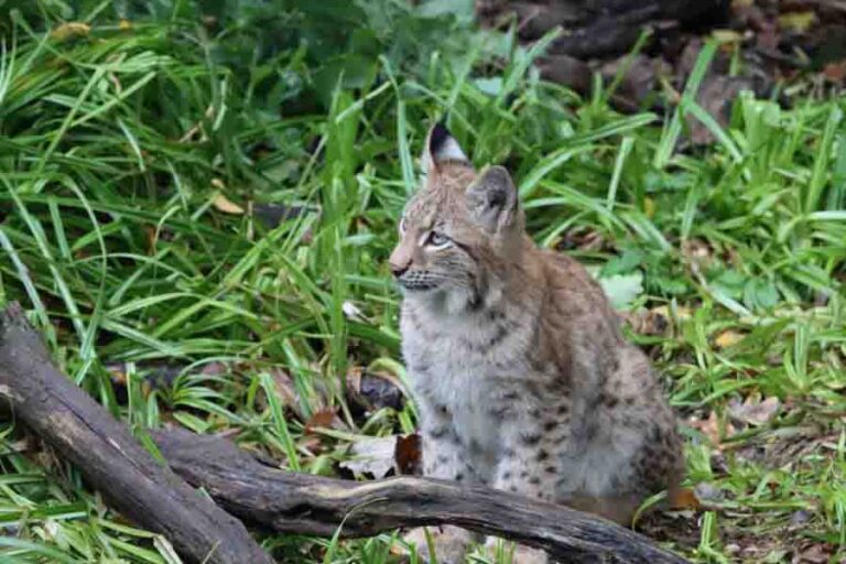 Can You Keep Pet Bobcats? (Why It’s A Bad Idea)