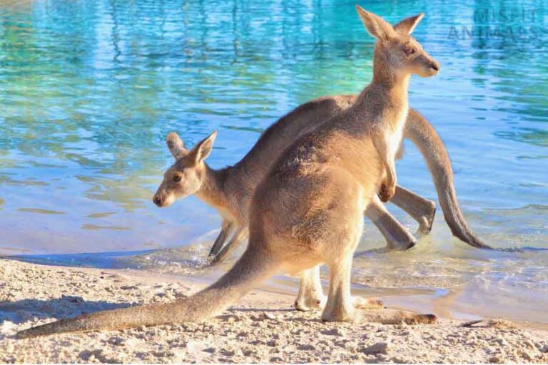 Do Kangaroos Drown People? (Avoid Them In Water)