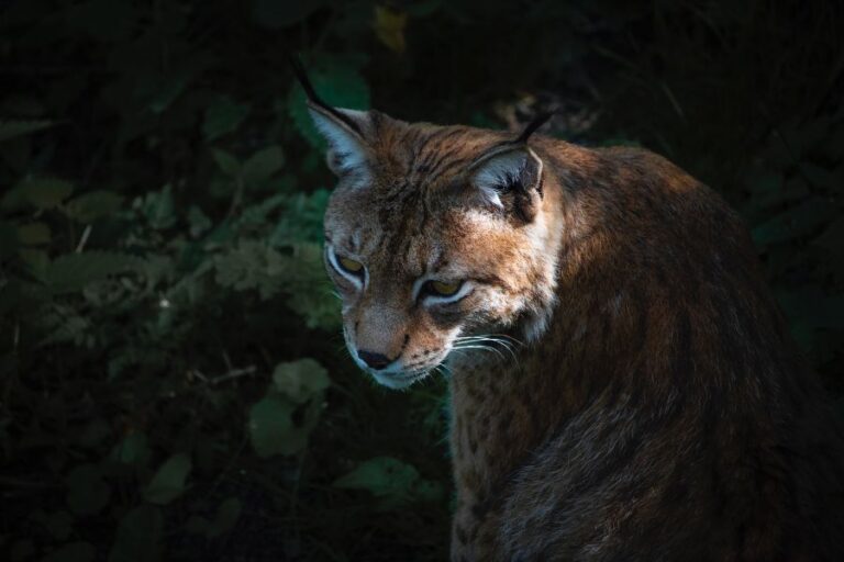 Can You Keep Pet Bobcats? (Why It’s A Bad Idea)