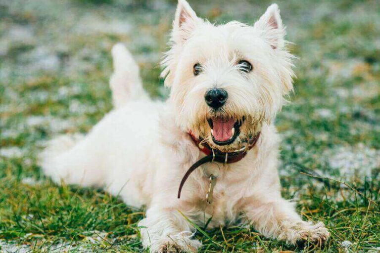 Are Westies Hypoallergenic? YES! Misfit Animals