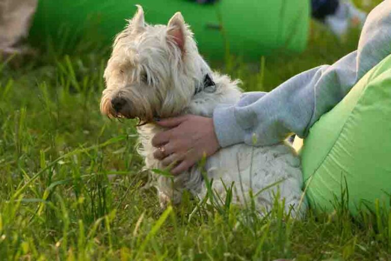 Are Westies Hypoallergenic? YES! Misfit Animals