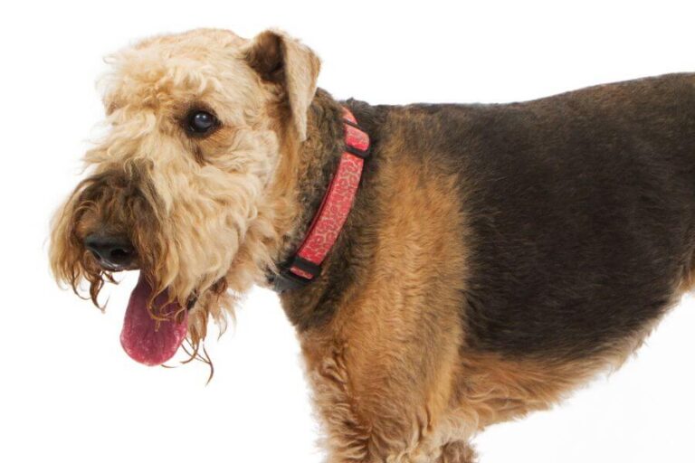 Do Airedale Terrier Shed? (How Much & How To Control It)