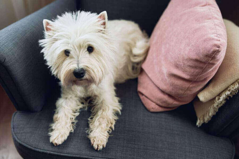 Westie Size Weight Chart, Growth Chart & More